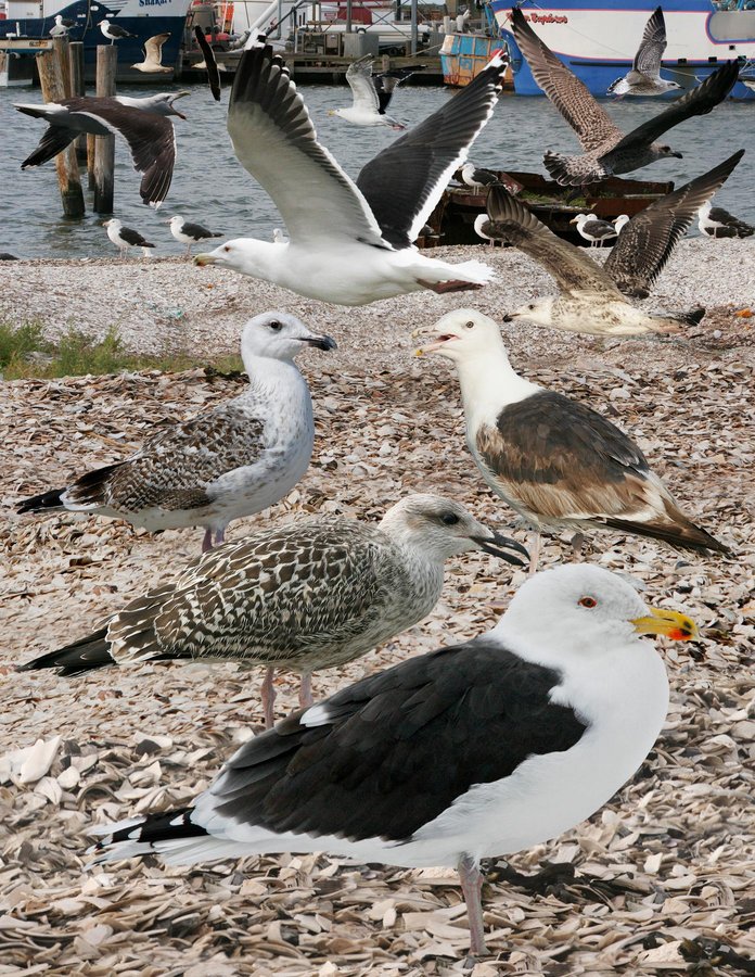 Great Black-backed Gull 1